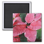 Silver Star Marble Poinsettias Pink Holiday Floral Magnet