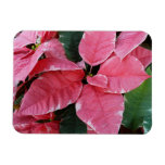 Silver Star Marble Poinsettias Pink Holiday Floral Magnet