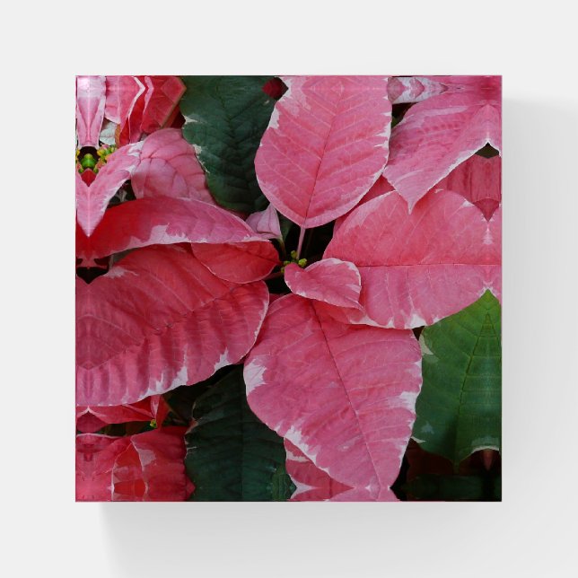 Silver Star Marble Poinsettias Pink Holiday Floral Paperweight (Front)