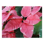 Silver Star Marble Poinsettias Pink Holiday Floral Photo Print