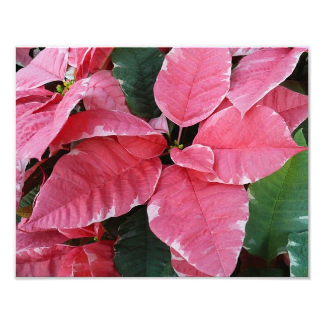 Silver Star Marble Poinsettias Pink Holiday Floral Photo Print (Front)