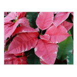 Silver Star Marble Poinsettias Pink Holiday Floral Postcard