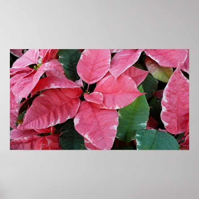 Silver Star Marble Poinsettias Pink Holiday Floral Poster (Front)