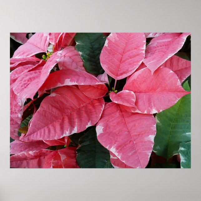 Silver Star Marble Poinsettias Pink Holiday Floral Poster (Front)