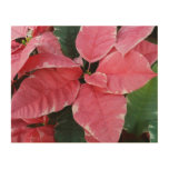 Silver Star Marble Poinsettias Pink Holiday Floral Wood Wall Art