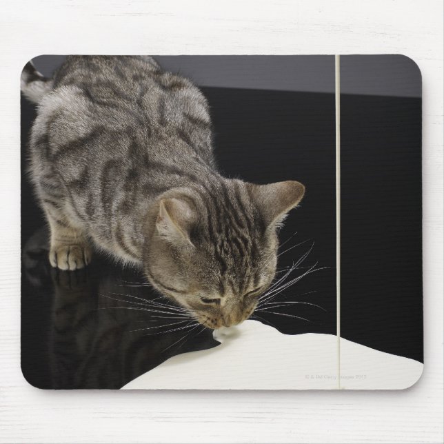 Silver tabby cat drinking cream from floor mouse pad (Front)