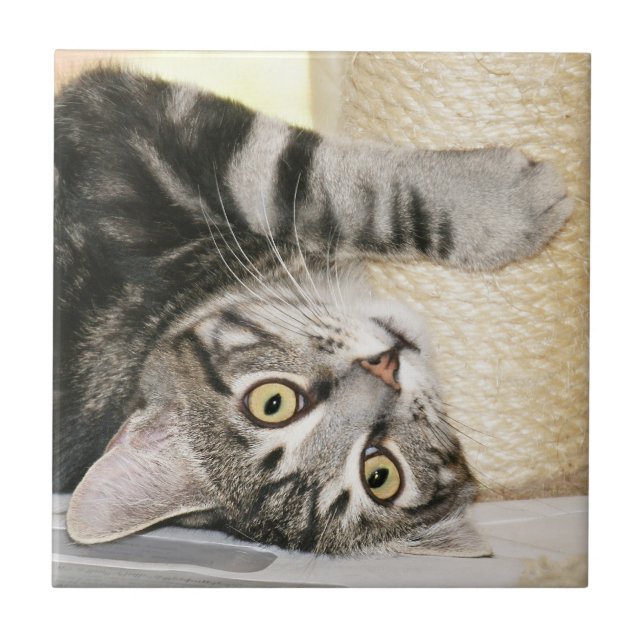 Silver tabby cat face tile (Front)