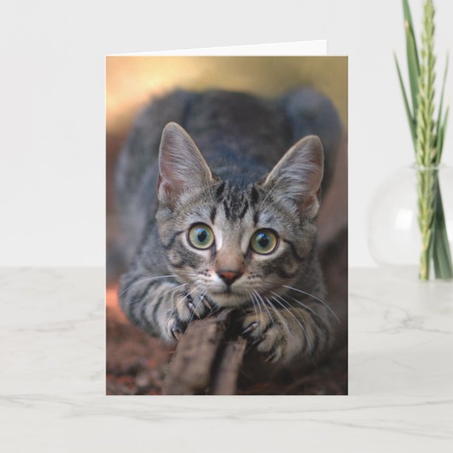 Silver Tabby Kitten Card (Front)