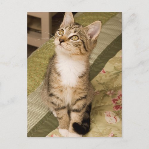 Silver Tabby Kitten Postcard