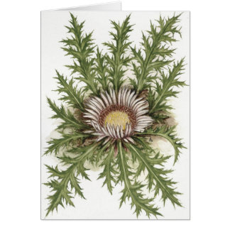 Silver Thistle Collection Cards