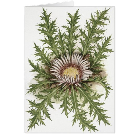 Silver Thistle Collection Cards (Front)