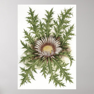 Silver Thistle -- Sue Abonyi Poster