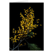 Silver Wattle Flowers (Front)