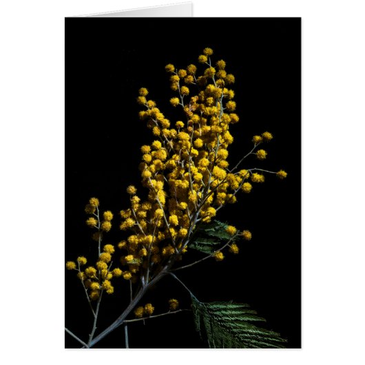 Silver Wattle Flowers Cards (Front)