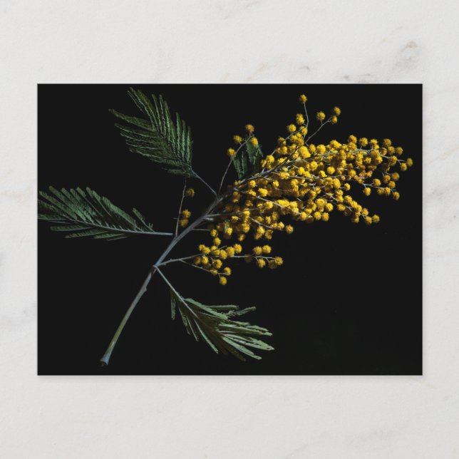 Silver Wattle Flowers Postcard (Front)