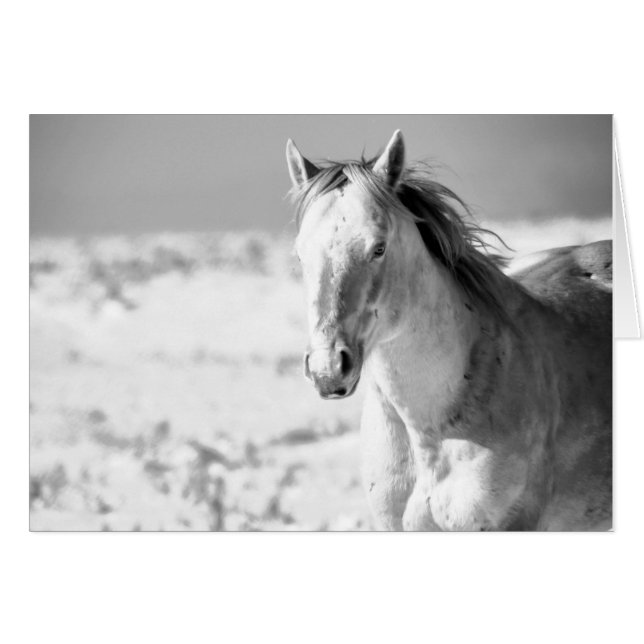 SILVER WILD HORSE OF UTAH CARDS (Front Horizontal)
