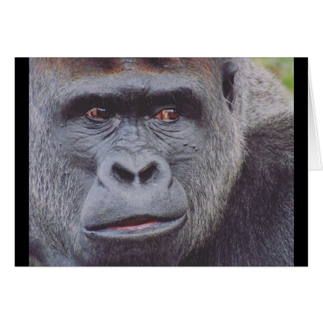 silverback cards (Front Horizontal)