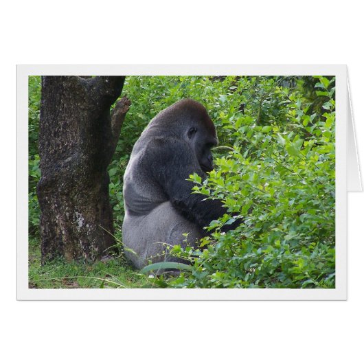 Silverback Cards (Front Horizontal)