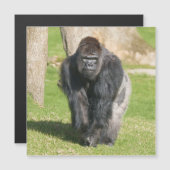 Silverback Gorilla – A Moment of Power (Front/Back)