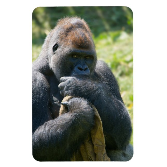 Silverback Gorilla And His Blanket Magnet (Vertical)