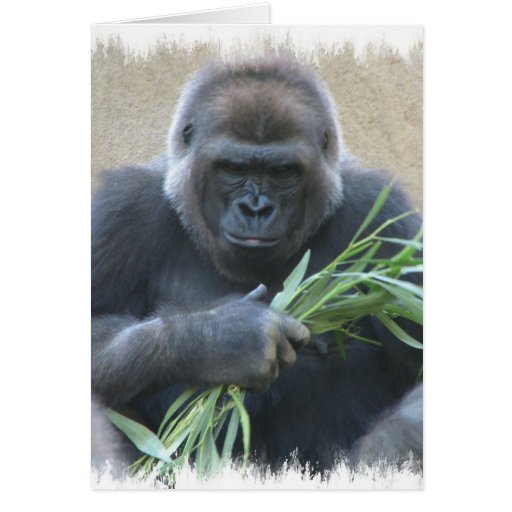 Silverback Gorilla Greeting Card | Zazzle