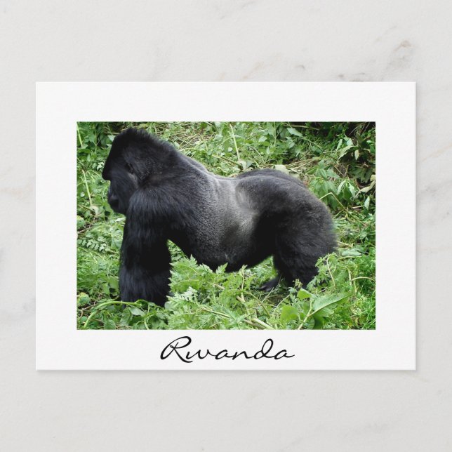 Silverback gorilla in Rwanda white postcard (Front)