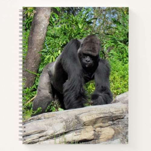 Silverback Gorilla Notebook 85 x 11  Notebook