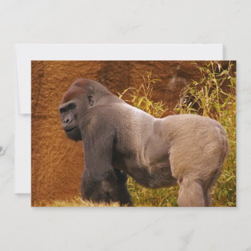 Silverback Gorilla Photo Invitation