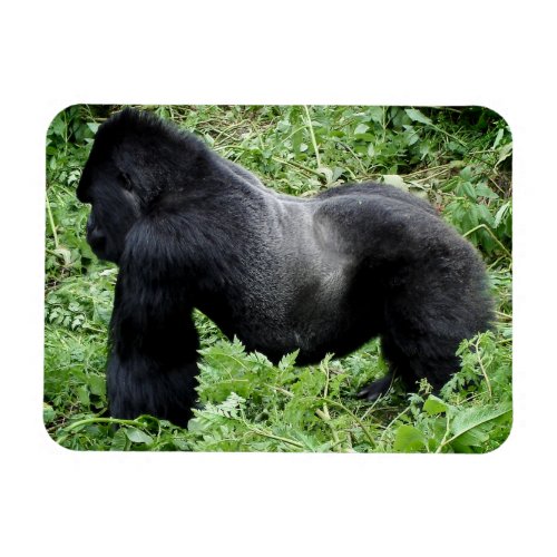Silverback gorilla photo magnet