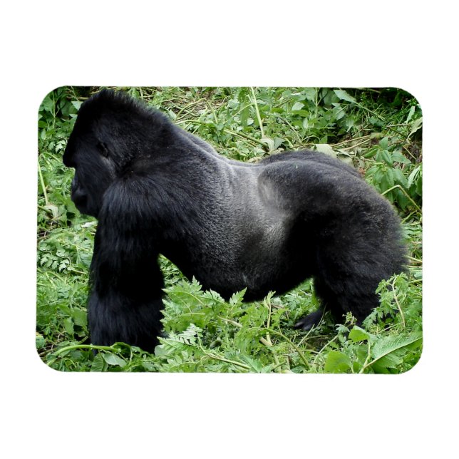 Silverback gorilla photo magnet (Horizontal)