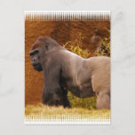 Silverback Gorilla Photo Postcard