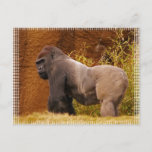 Silverback Gorilla Photo Postcard