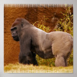 Silverback Gorilla Photo Print
