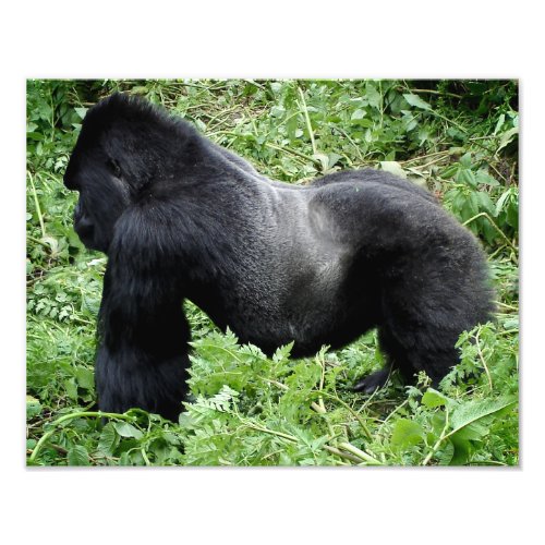 Silverback gorilla photo print