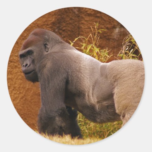 Silverback Gorilla Photo Sticker