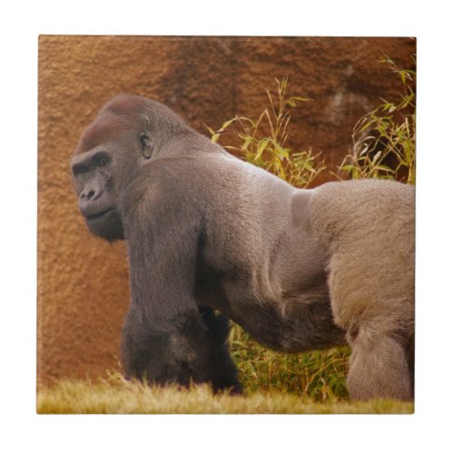 Silverback Gorilla Photo  Tile