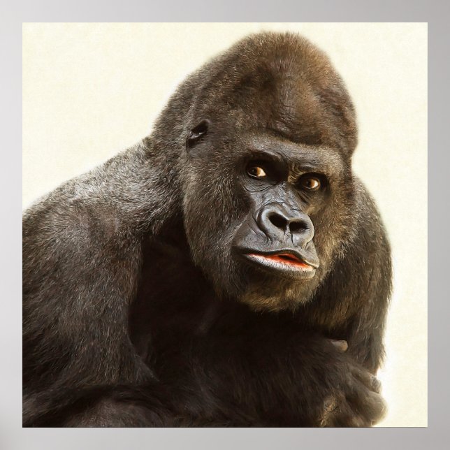 Silverback gorilla portrait poster (Front)