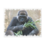 Silverback Gorilla Postcard