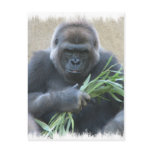 Silverback Gorilla Postcard