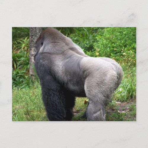 Silverback Gorilla Postcard