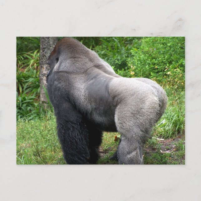 Silverback Gorilla Postcard (Front)
