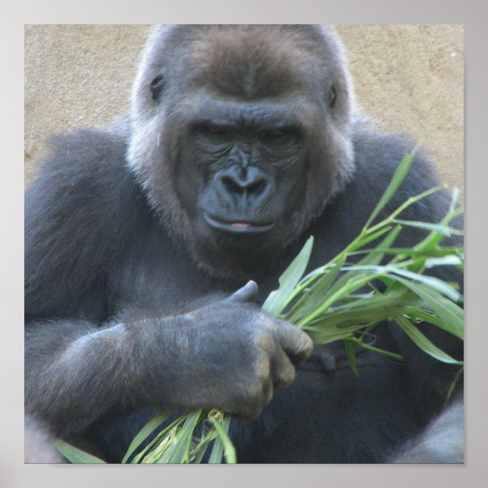 Gorilla scientific name picture