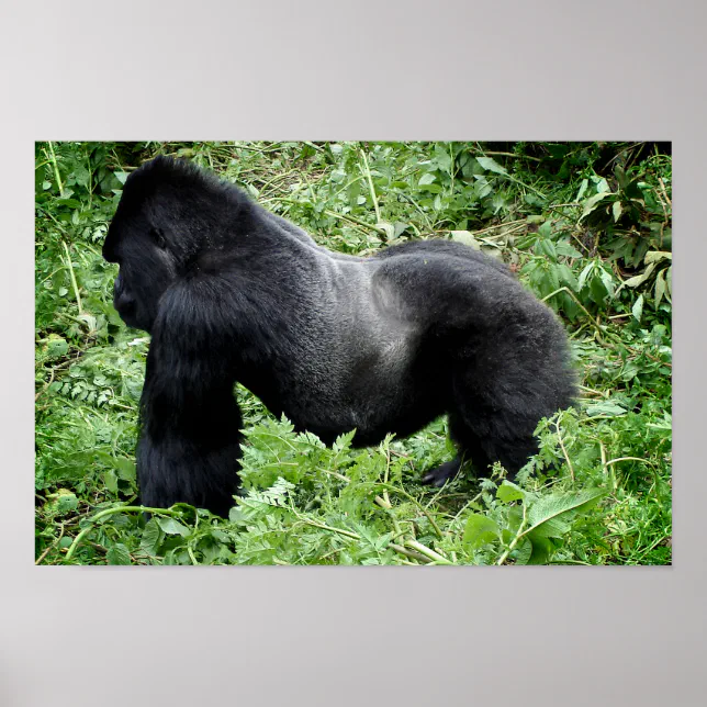 Silverback gorilla poster print | Zazzle