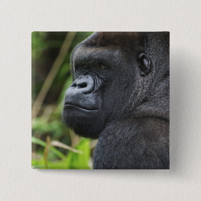 Silverback Lowland Gorilla, Gorilla Captive Button (Front)