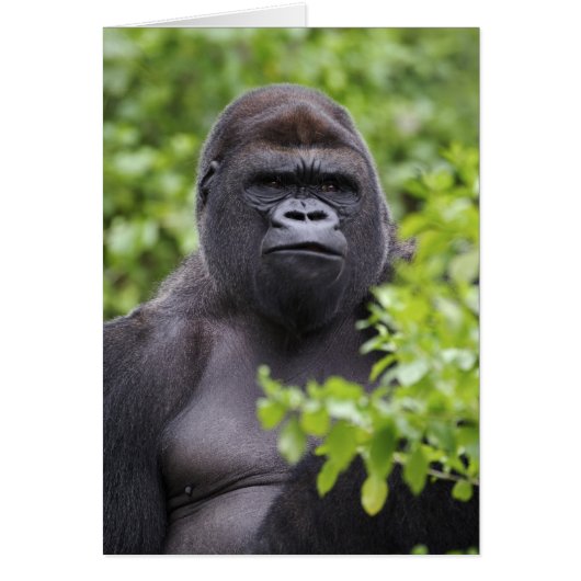 Silverback Lowland Gorilla, Gorilla gorilla, Cards (Front)