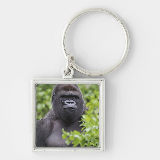 Silverback Lowland Gorilla, Gorilla gorilla, Keychain (Front)