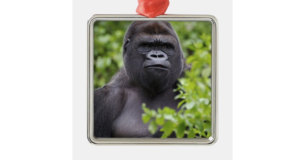 Gorilla Gift Box, Zazzle