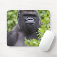 Silverback Pad