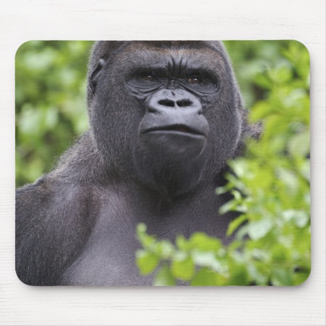 Silverback Lowland Gorilla, Gorilla gorilla, Mouse Pad (Front)