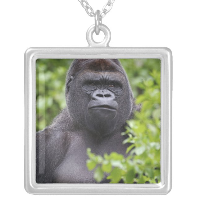 Silverback Lowland Gorilla, Gorilla gorilla, Silver Plated Necklace (Front)